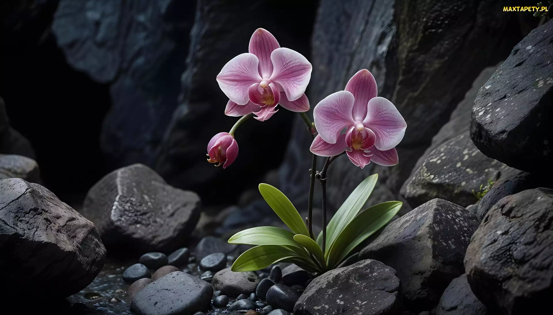 Orchidea, Storczyk, Kamienie