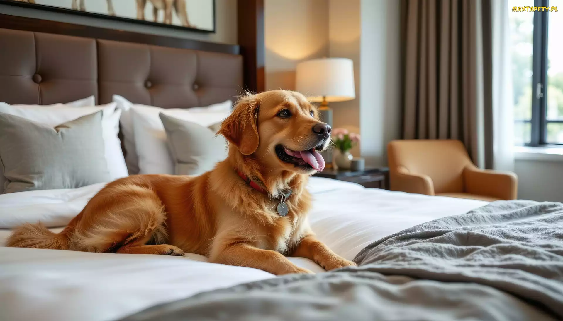 Golden retriever, Łóżko, Pies