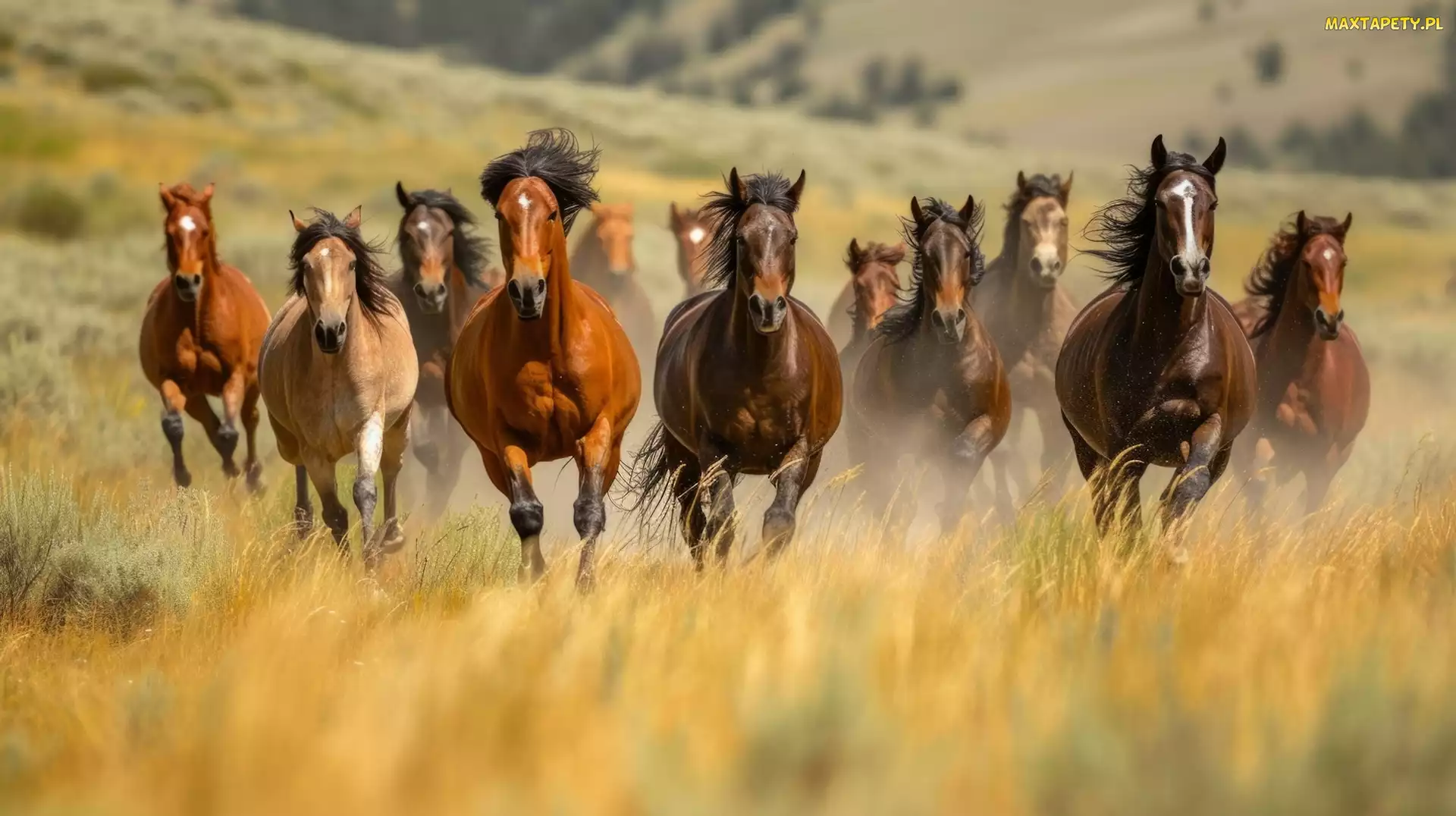 AI, Trawa, Konie, Galop