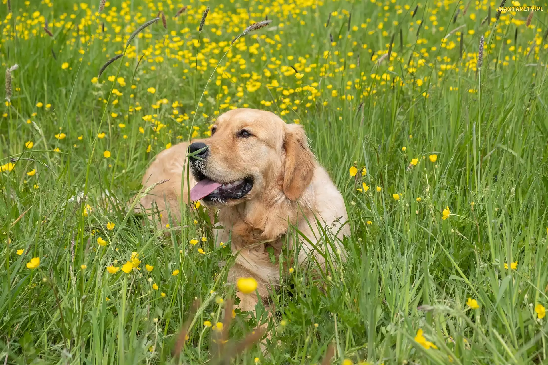 Pies, Golden retriever, Trawa