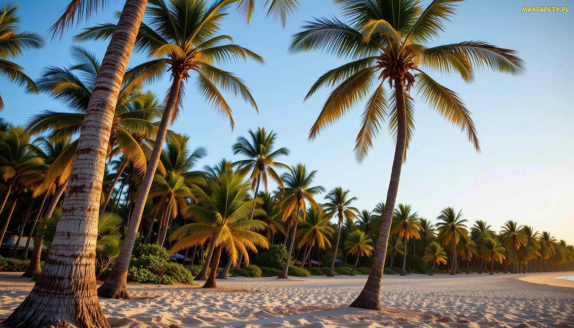 Grafika AI, Palmy, Tropikalna, Plaża