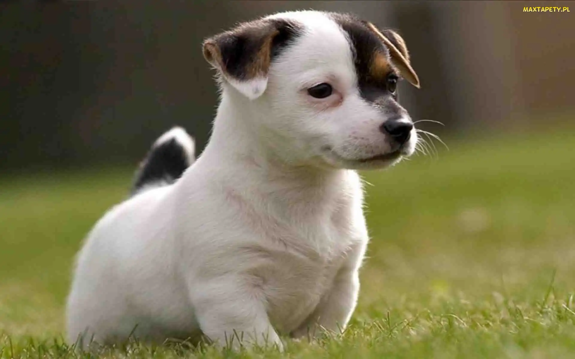 Jack Russell Terrier, Szczeniak
