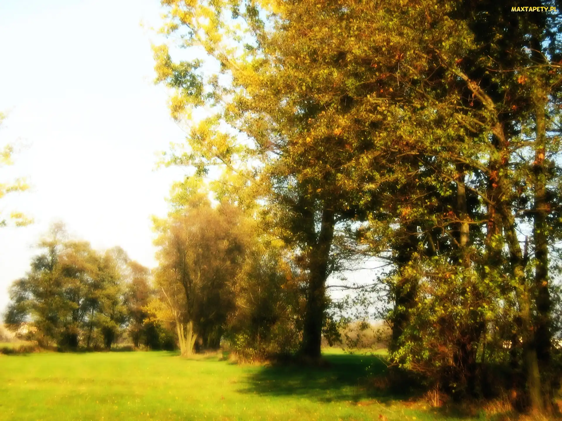 Drzewo, łąka, Jesień