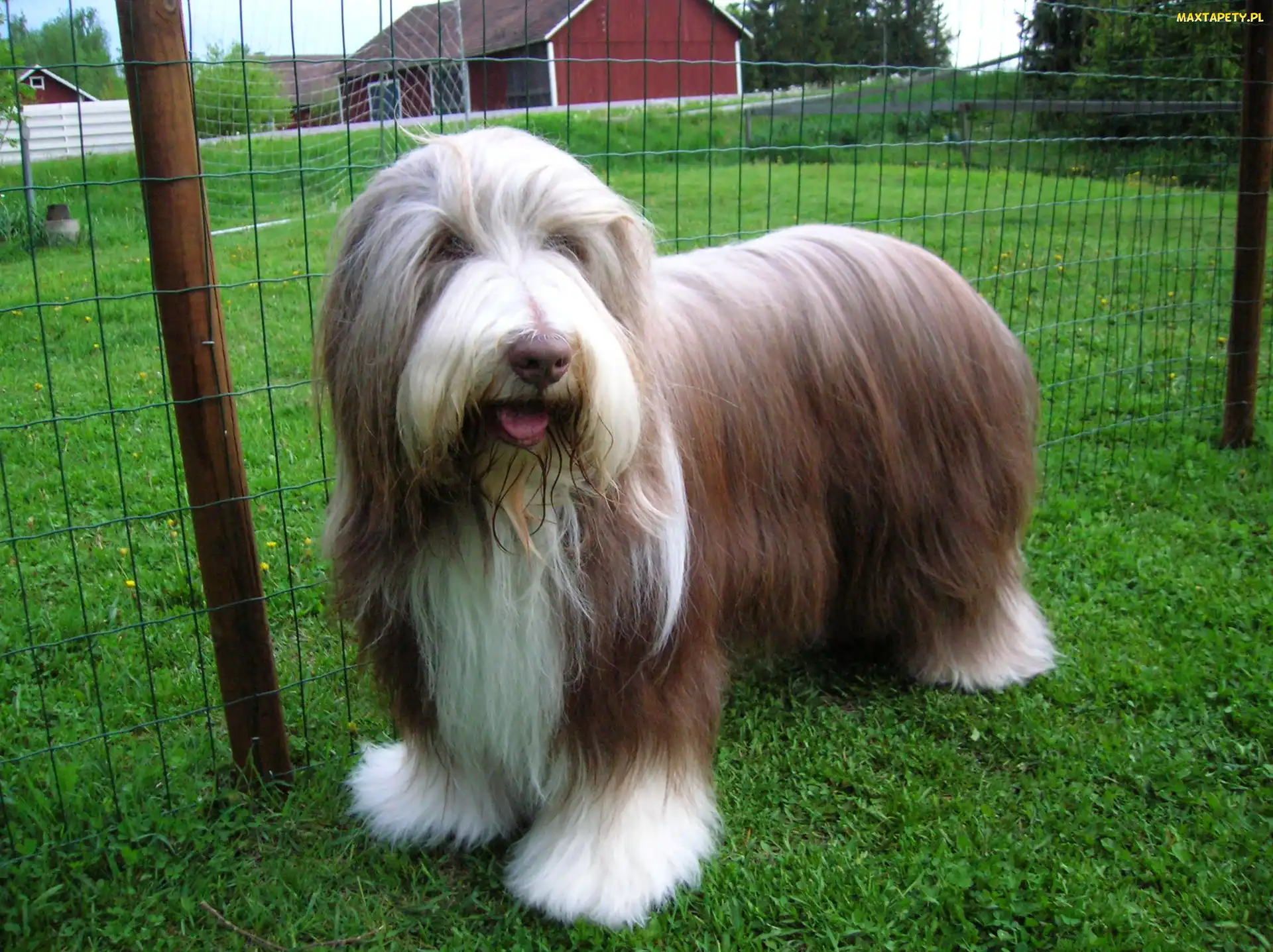 Zadbany, Bearded collie