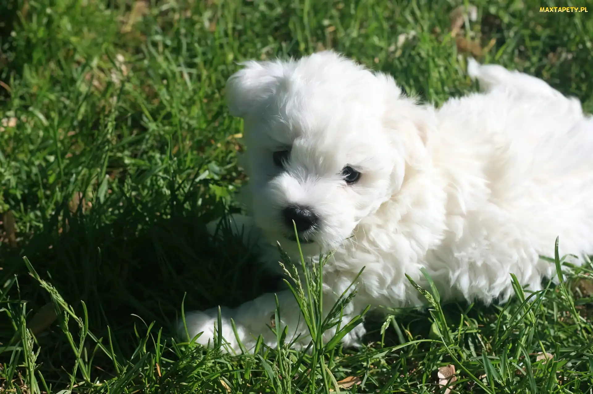 Biały, Coton de Tulear