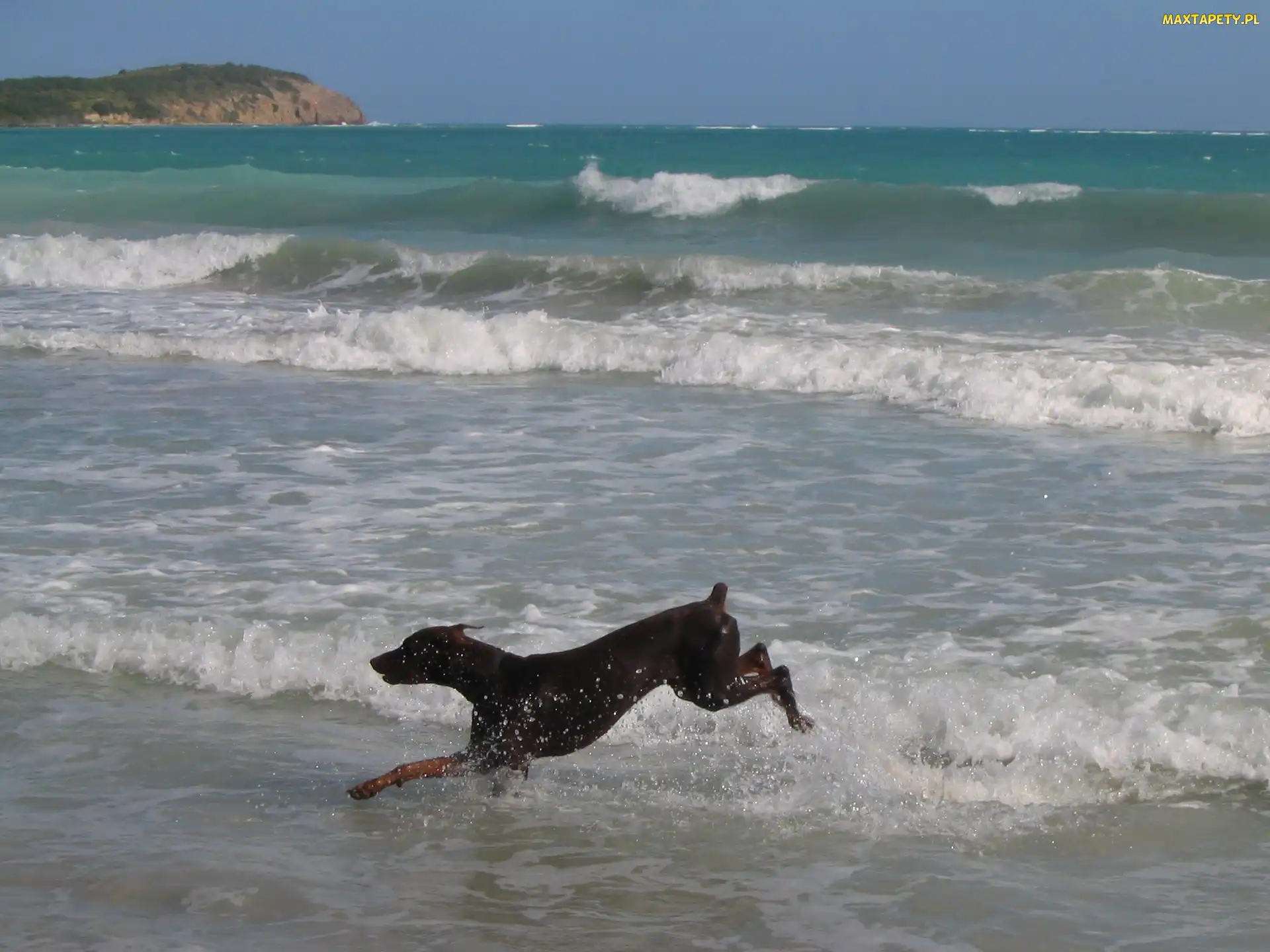 Doberman, Plaża, Biegnący