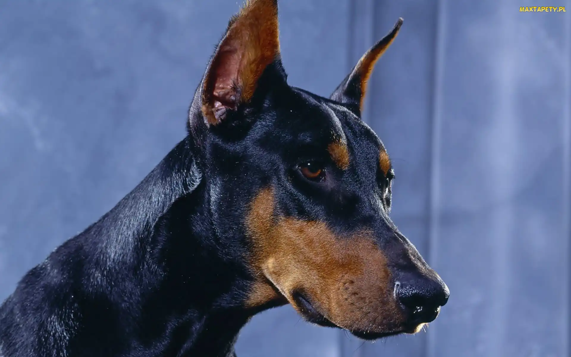 Doberman, Pysk