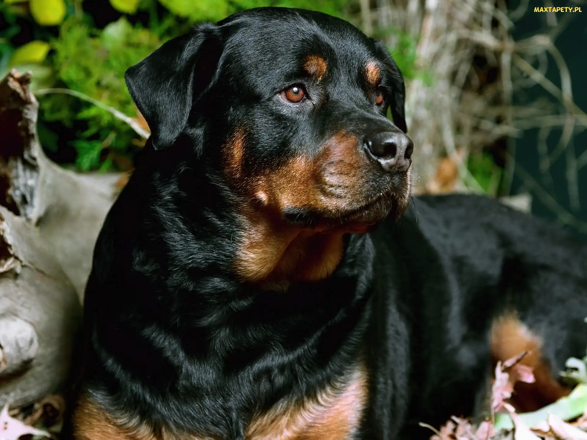 Czarny, Rottweiler