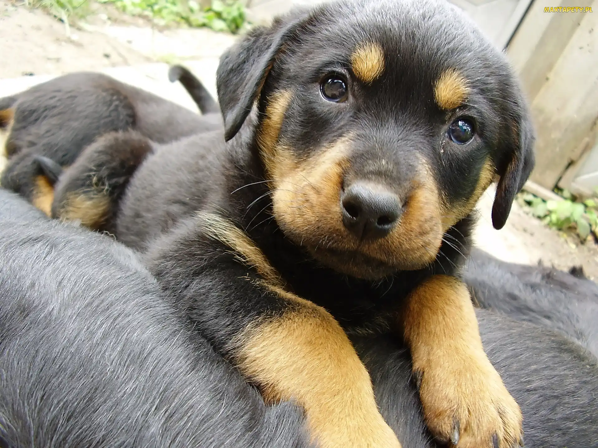 Szczeniak, Rottweiler
