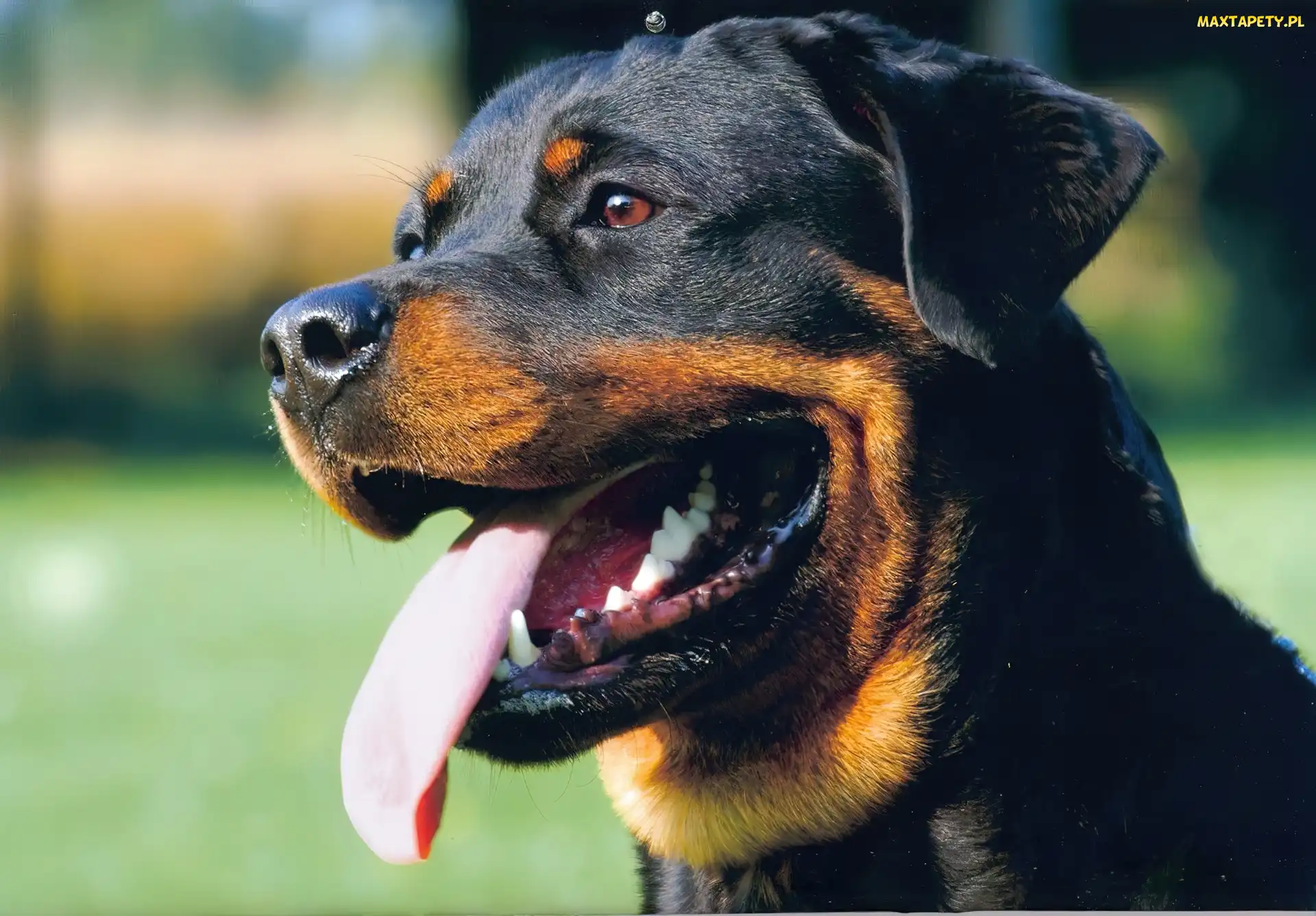 Rottweiler, Pysk