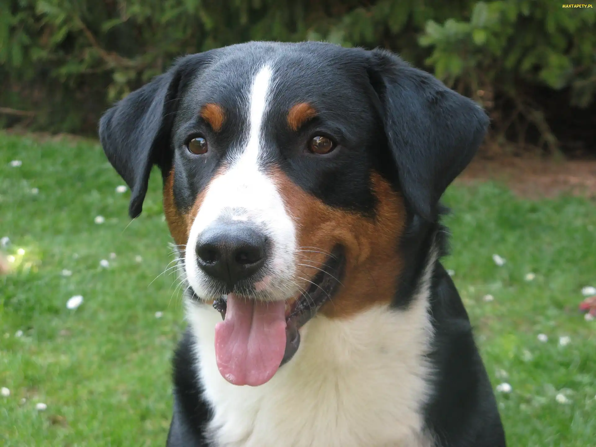 język, Appenzeller, głowa