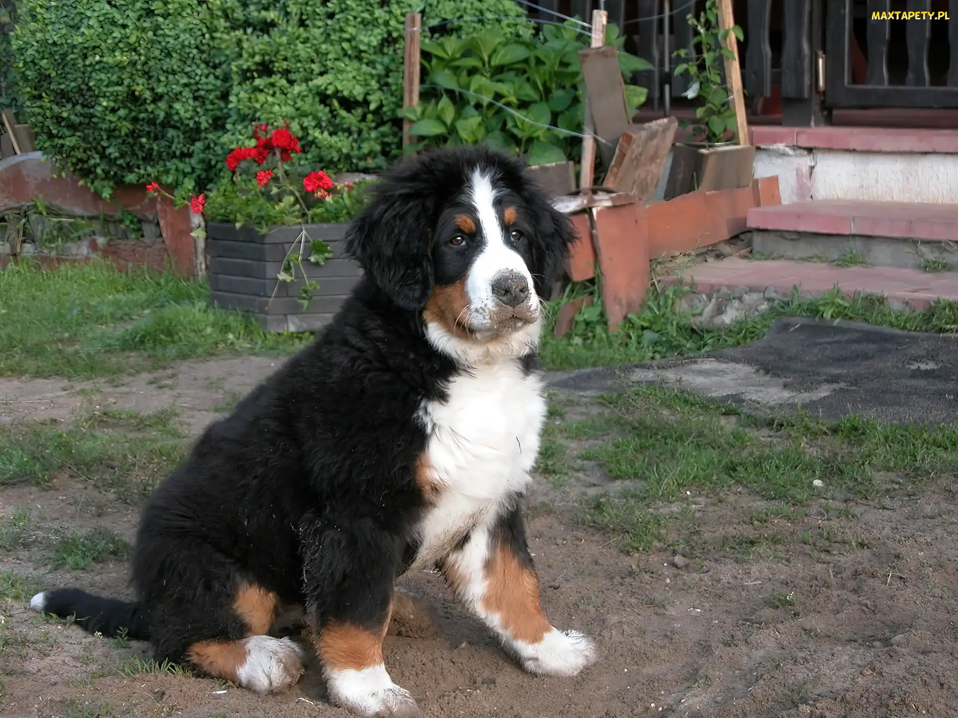Berneński pies pasterski, młody