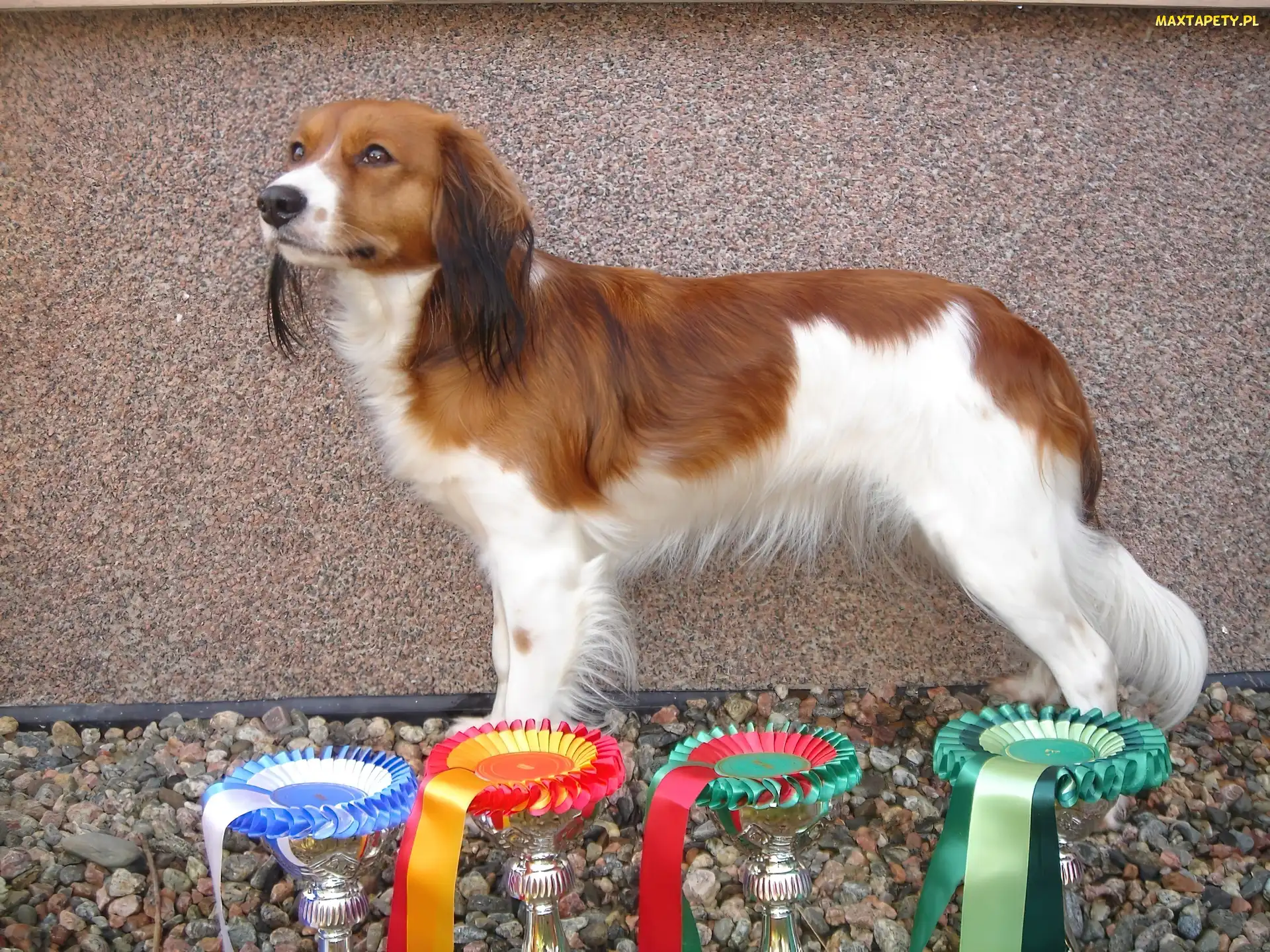 Płochacz holenderski, puchary, Kooikerhondje