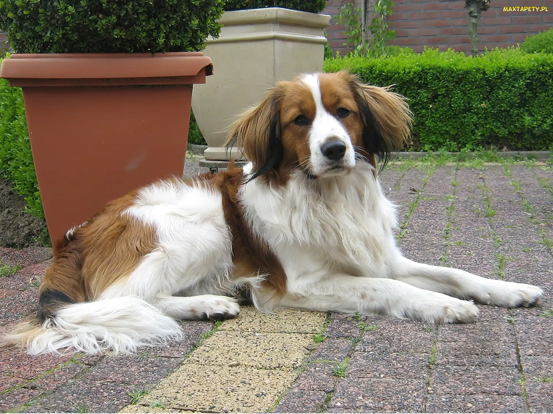 Płochacz holenderski, donice, Kooikerhondje