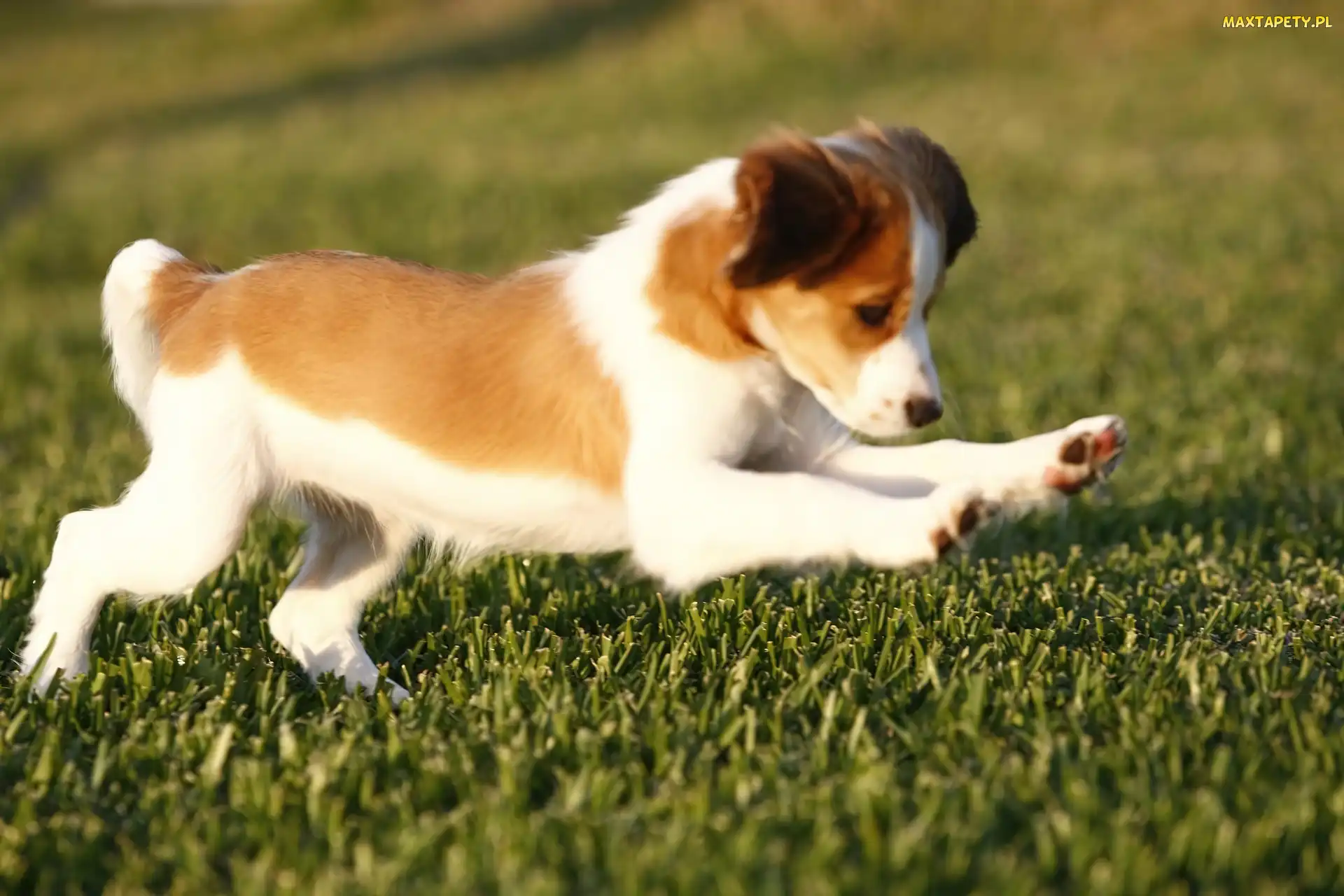 Płochacz holenderski, trawa, zielona, Kooikerhondje, słodki