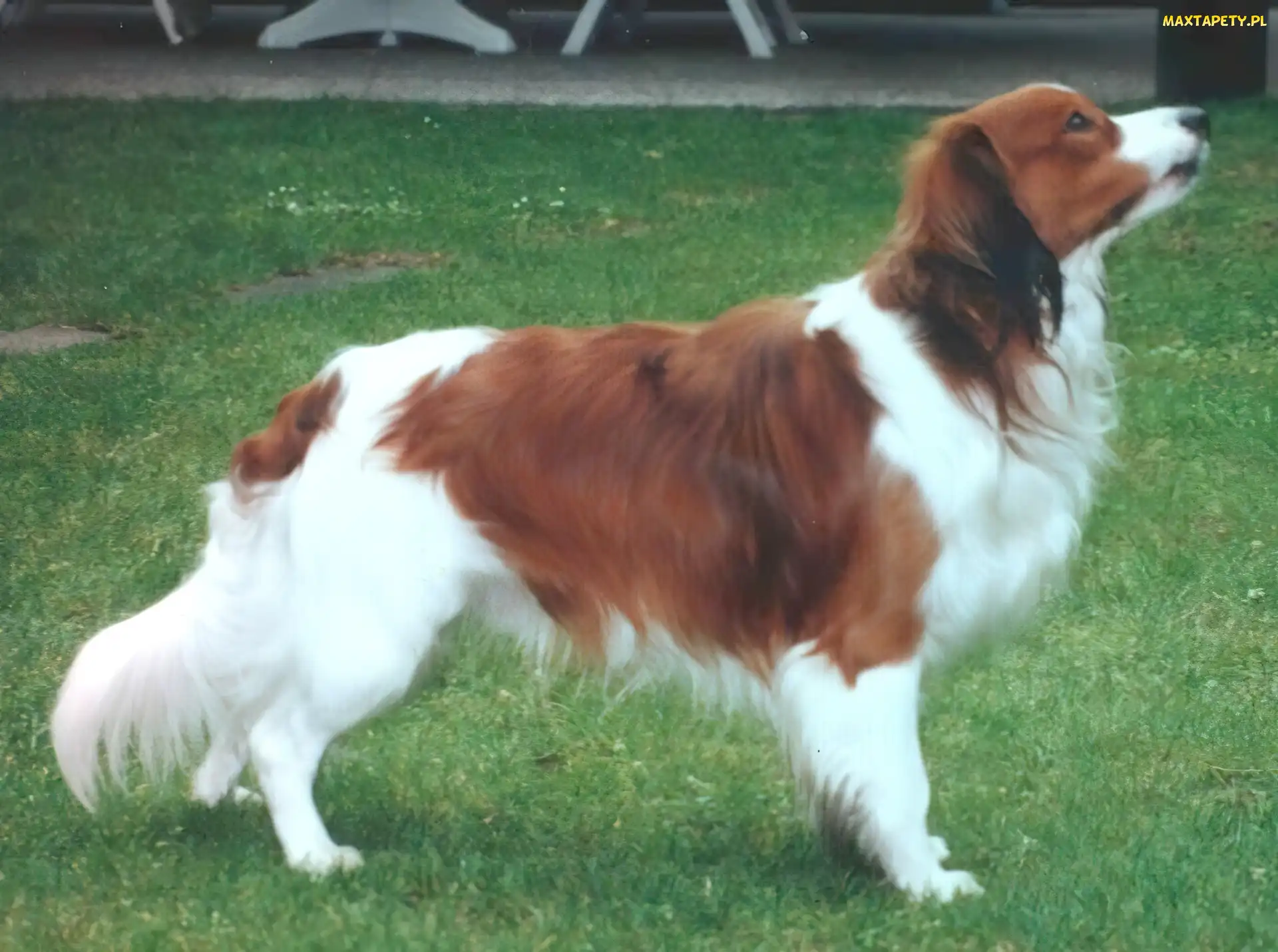 trawa, Kooikerhondje, dorosły, Płochacz holenderski