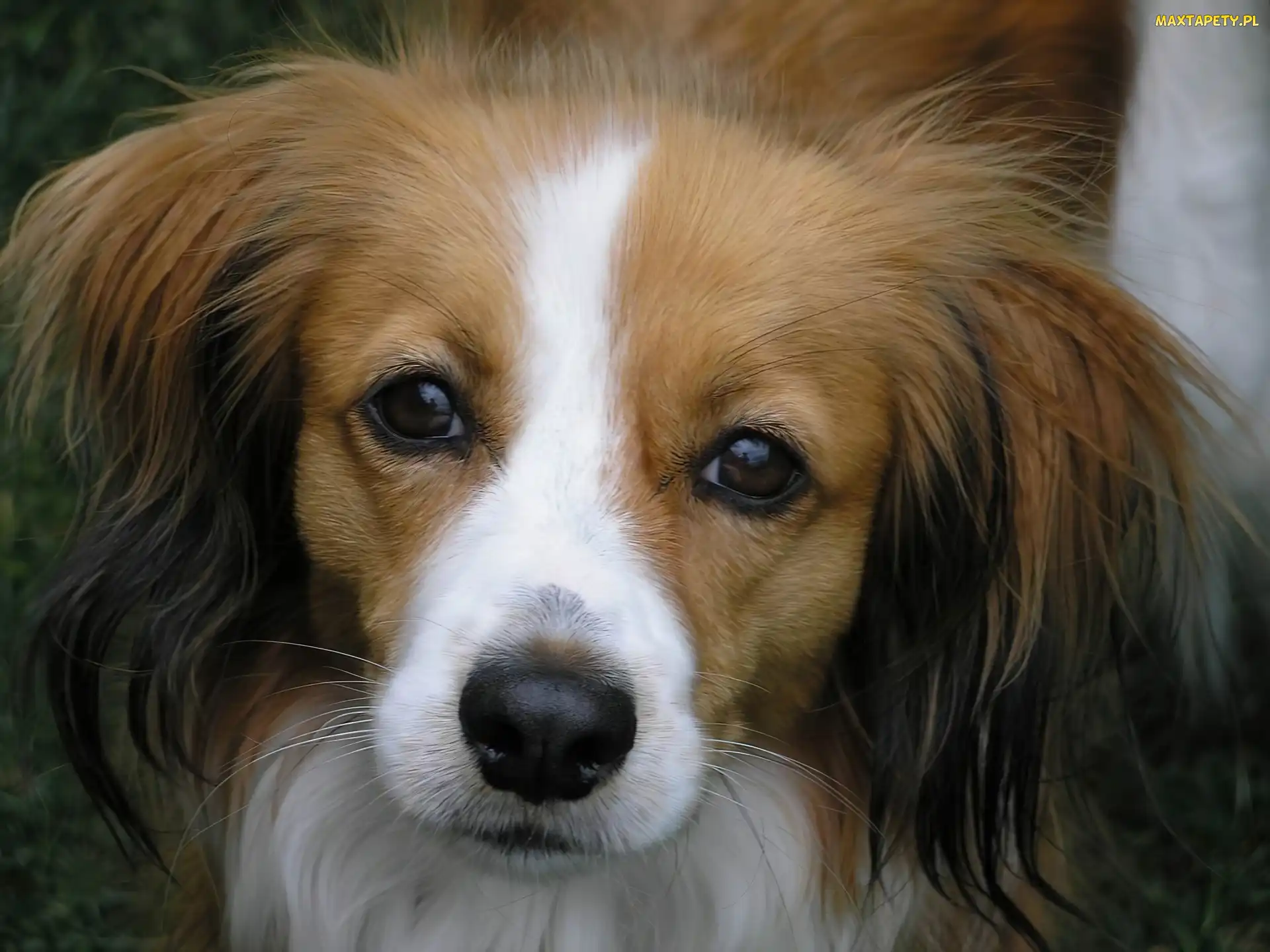 Płochacz holenderski, Kooikerhondje, mordka