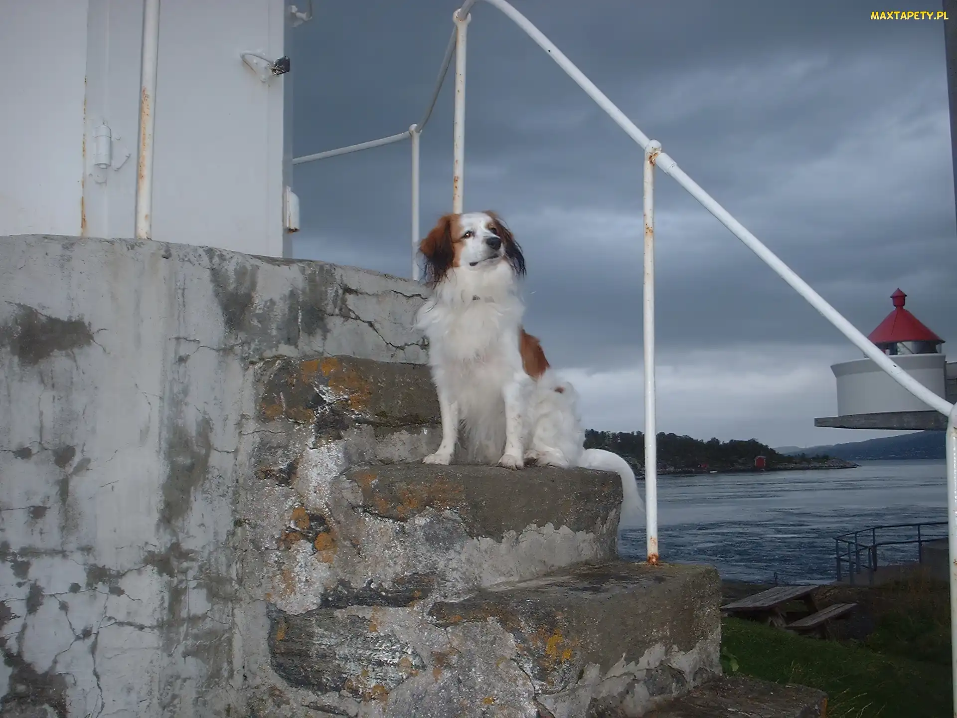 Kooikerhondje, schody, Płochacz holenderski