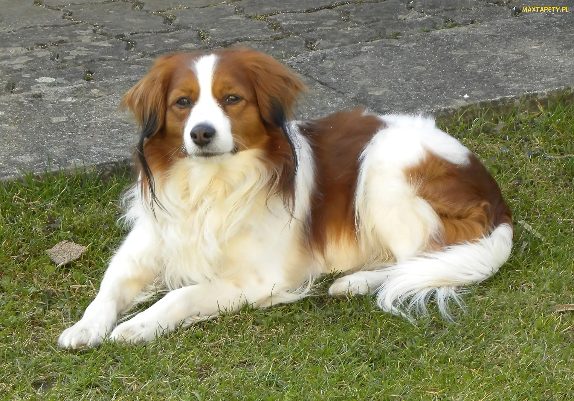 Kooikerhondje, Płochacz holenderski, piękny, leżący