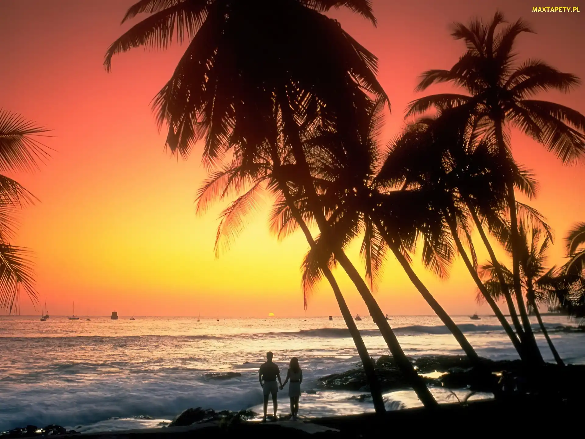 Palmy, Fale, Hawaje