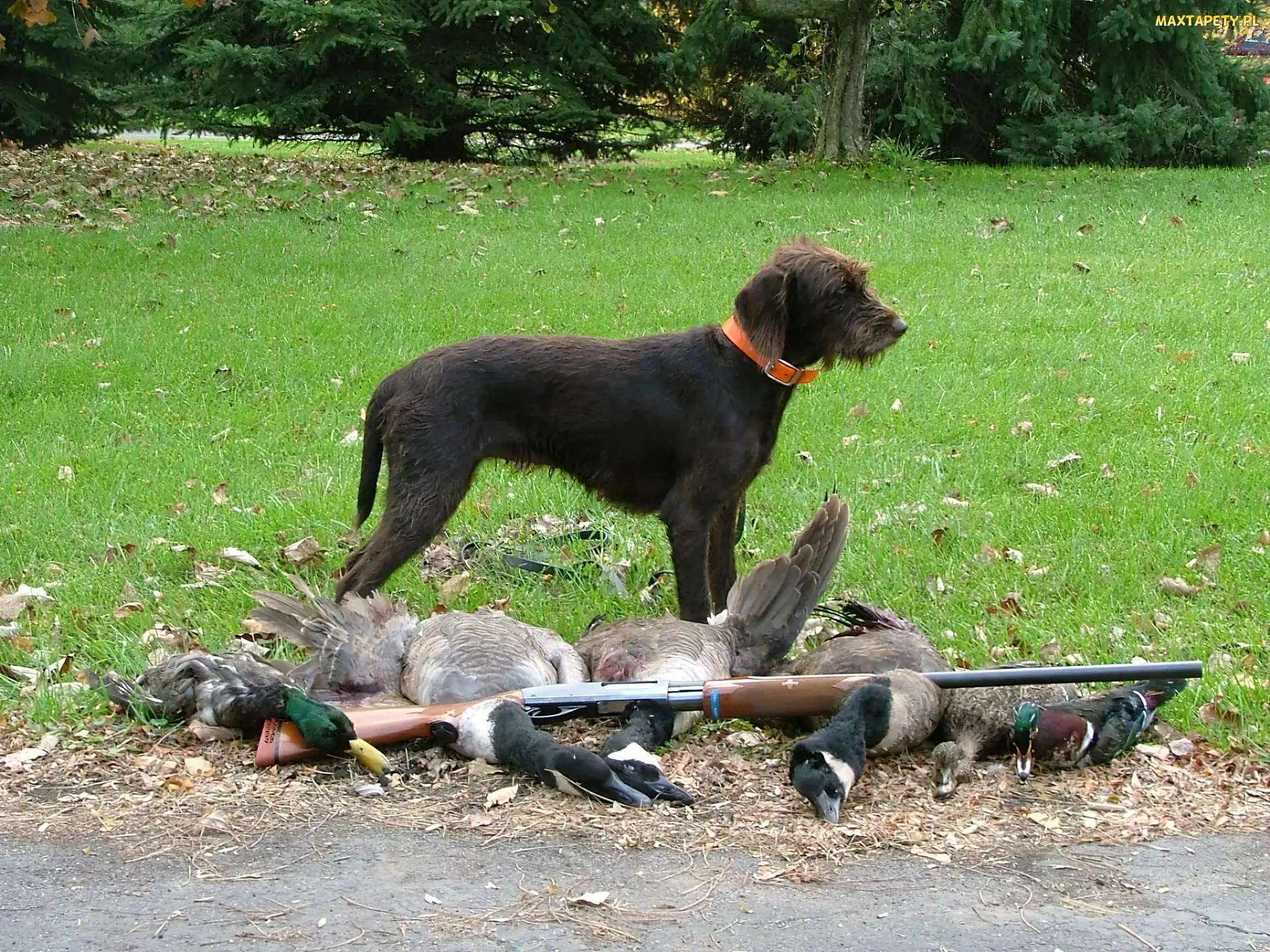 kaczki, zabite, Pudel Pointer, strzelba