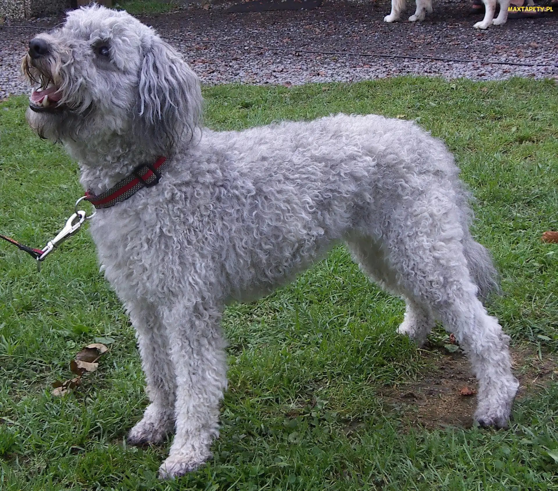 Pumi, szary
