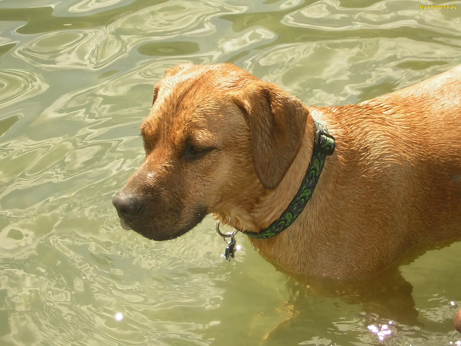 Rhodesian ridgeback, woda, mokry