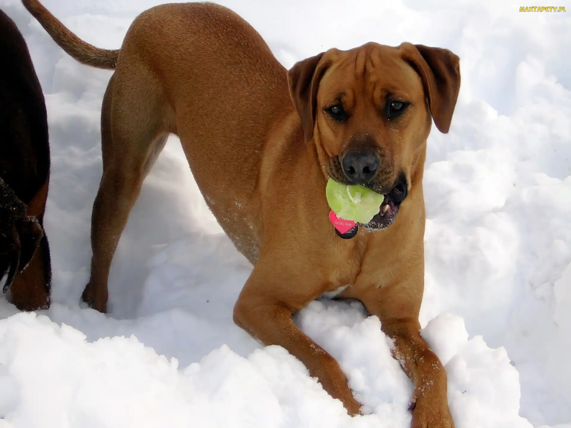 Rhodesian ridgeback, piłka, śnieg