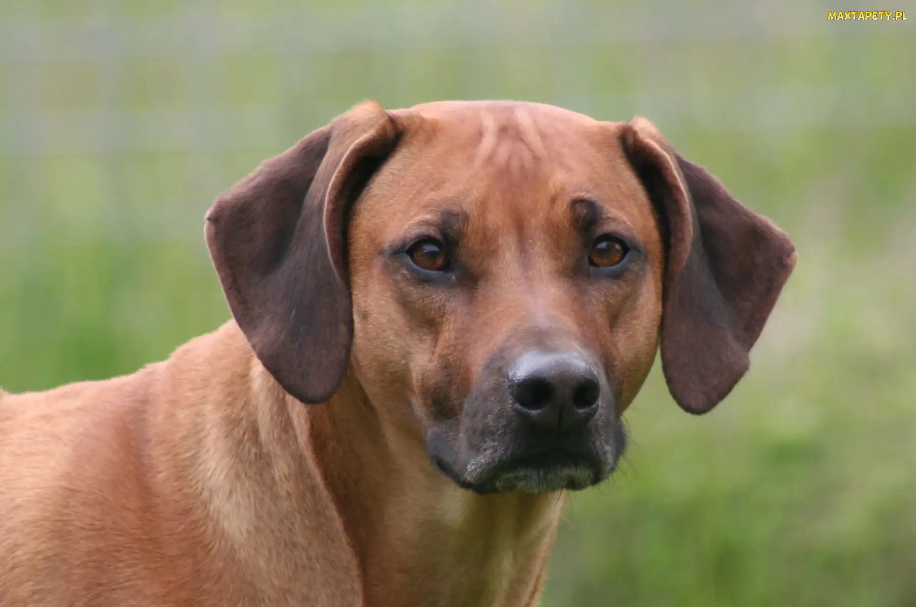 Rhodesian ridgeback, głowa