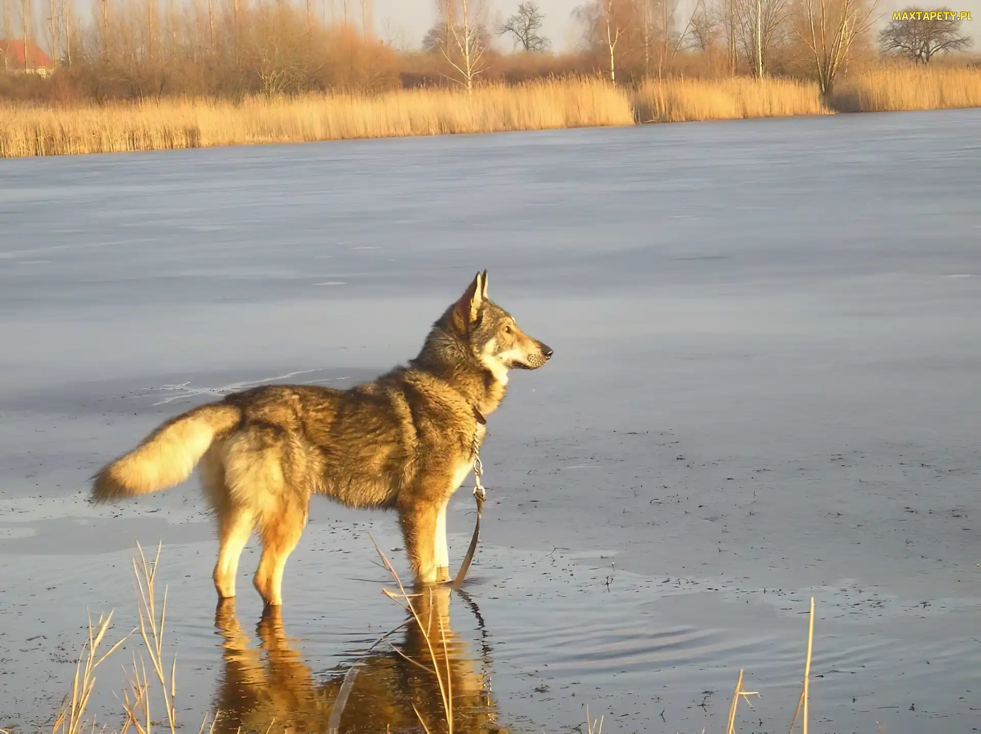 woda, Saarlooswolfhond