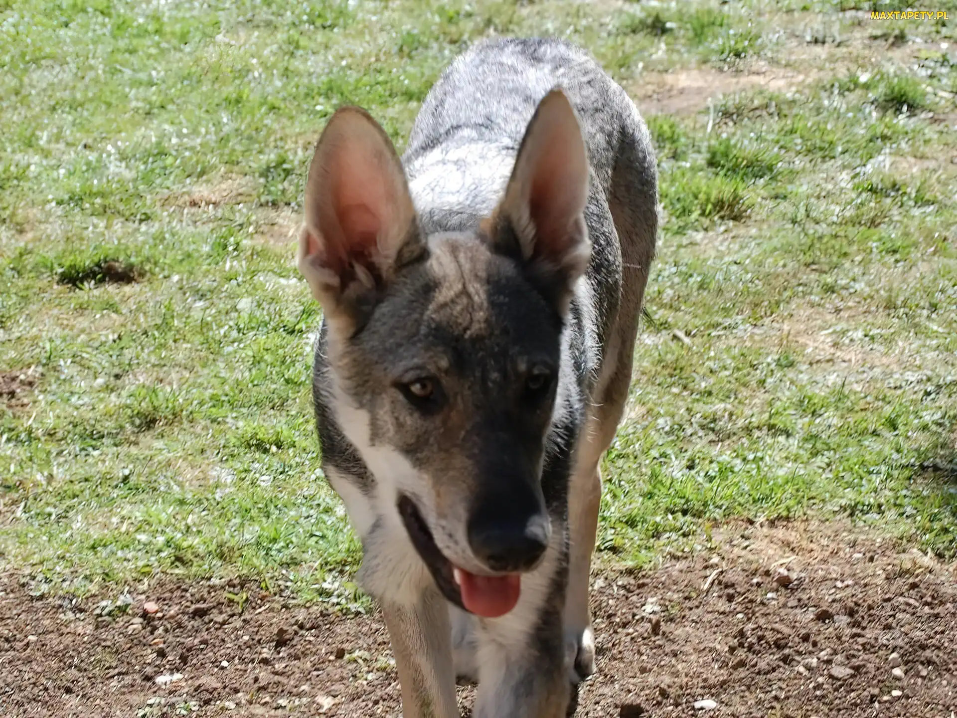 uszy, Saarlooswolfhond, postawione