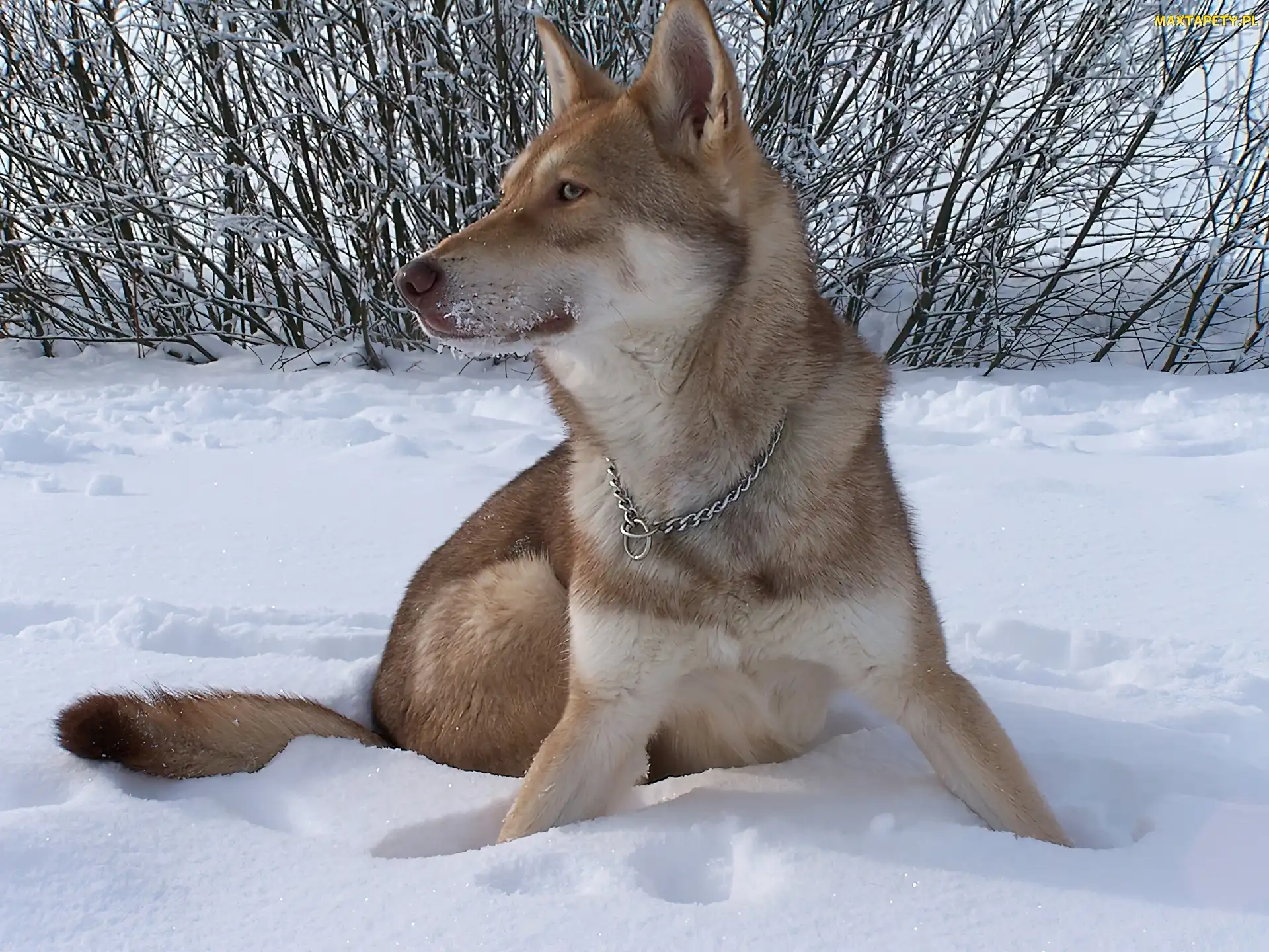 śnieg, krzaki, Saarlooswolfhond