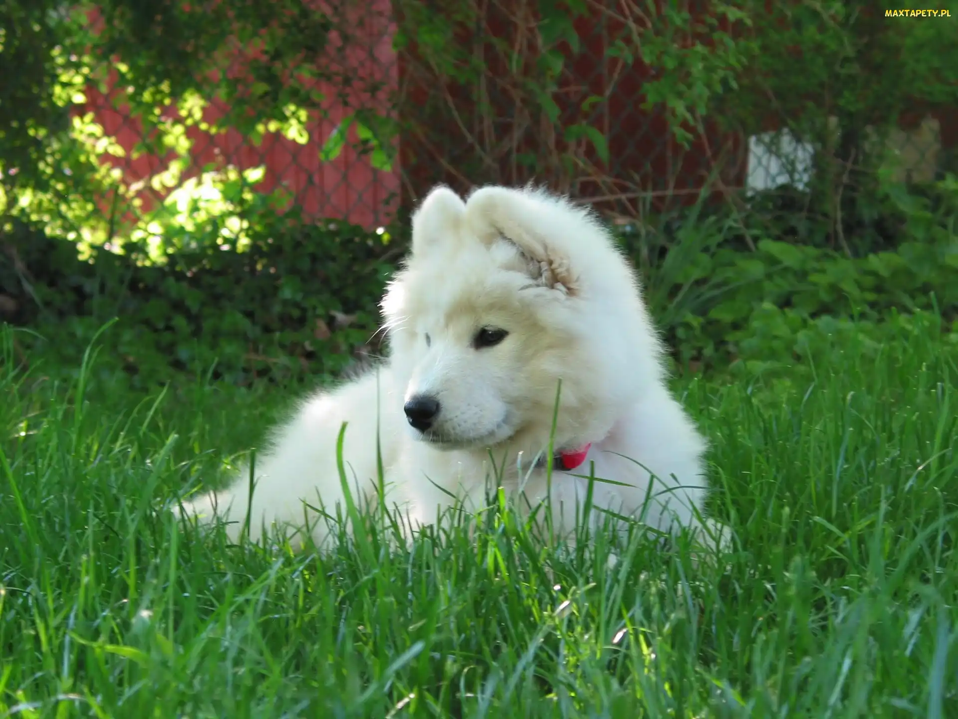 szczeniak, Samojed, słodki