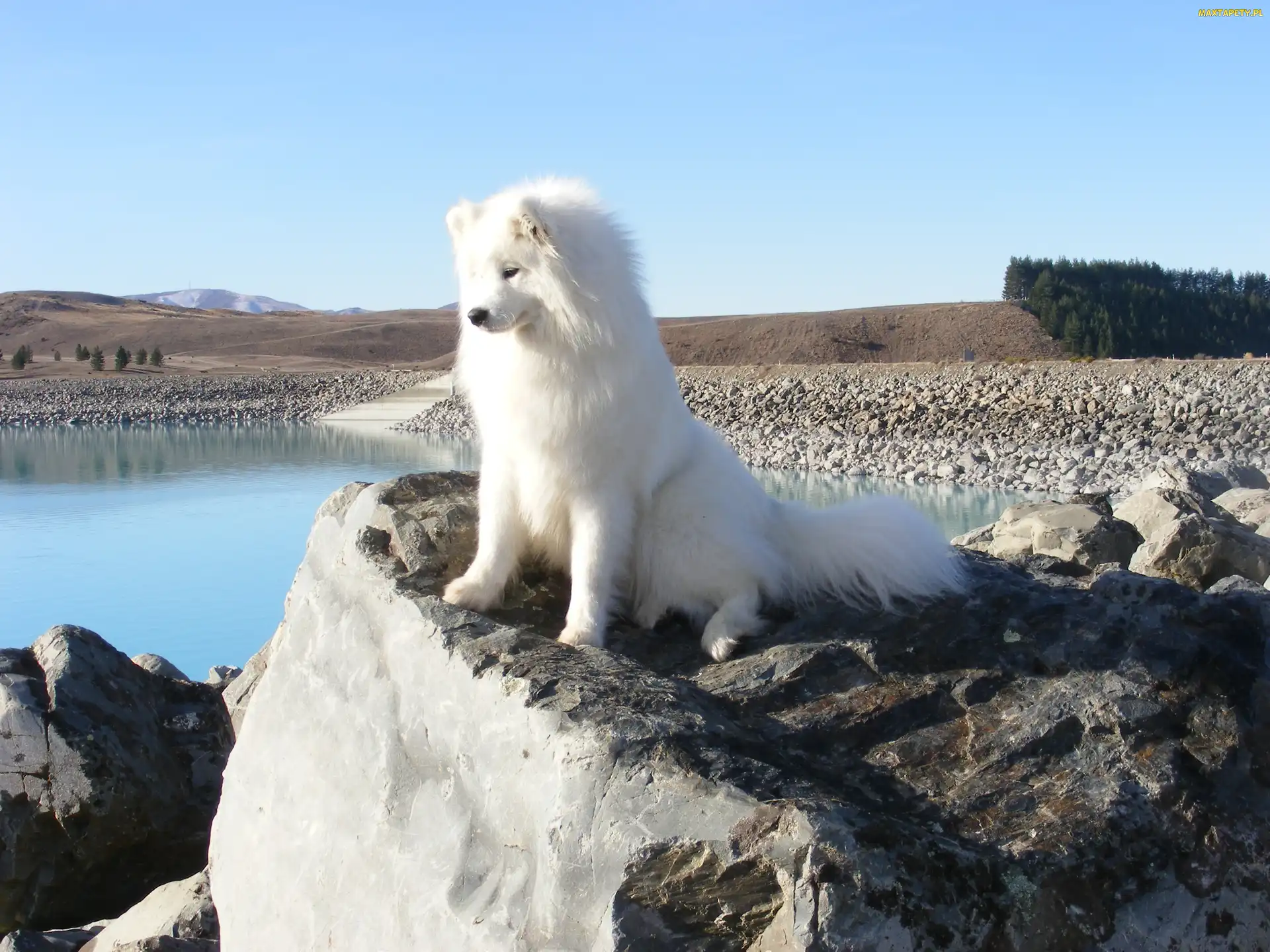 widok, Samojed