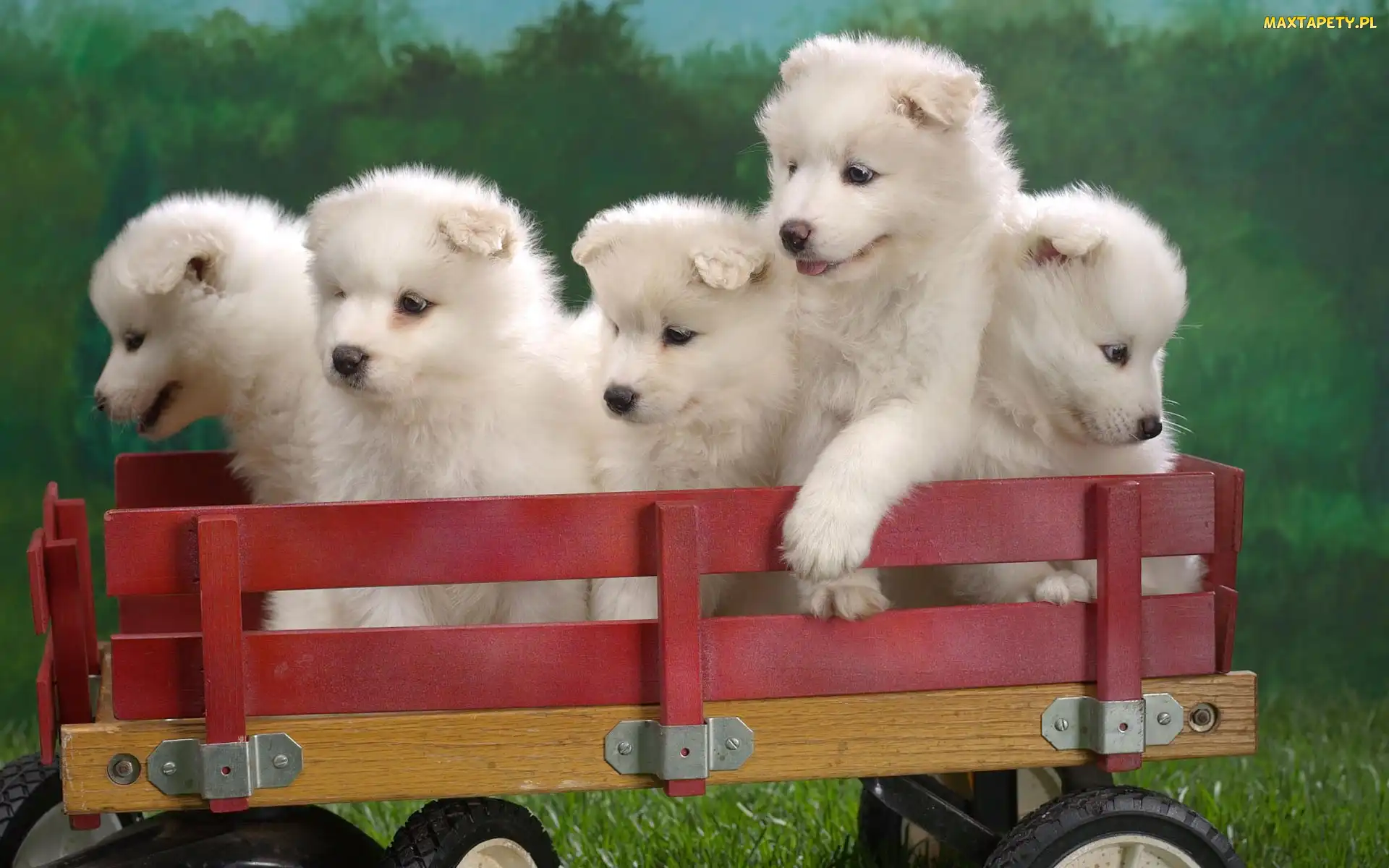 słodkich, wózek, Samojed, szczeniaków, pięć