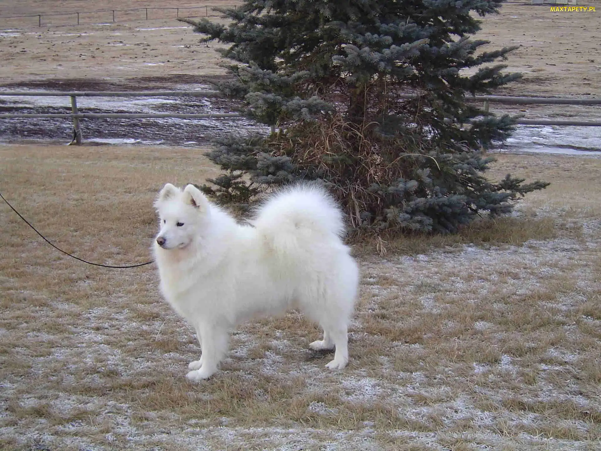 Samojed, choinka