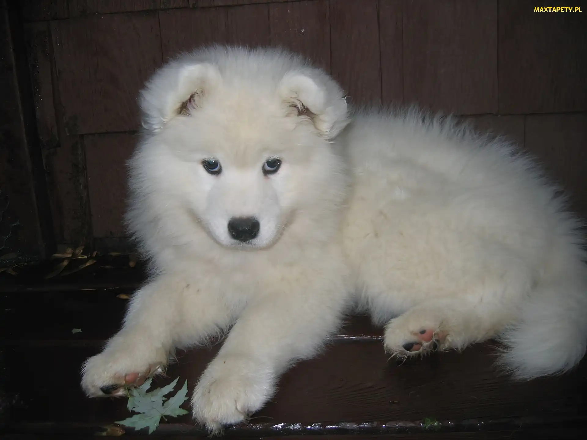 szczeniak, Samojed, słodki