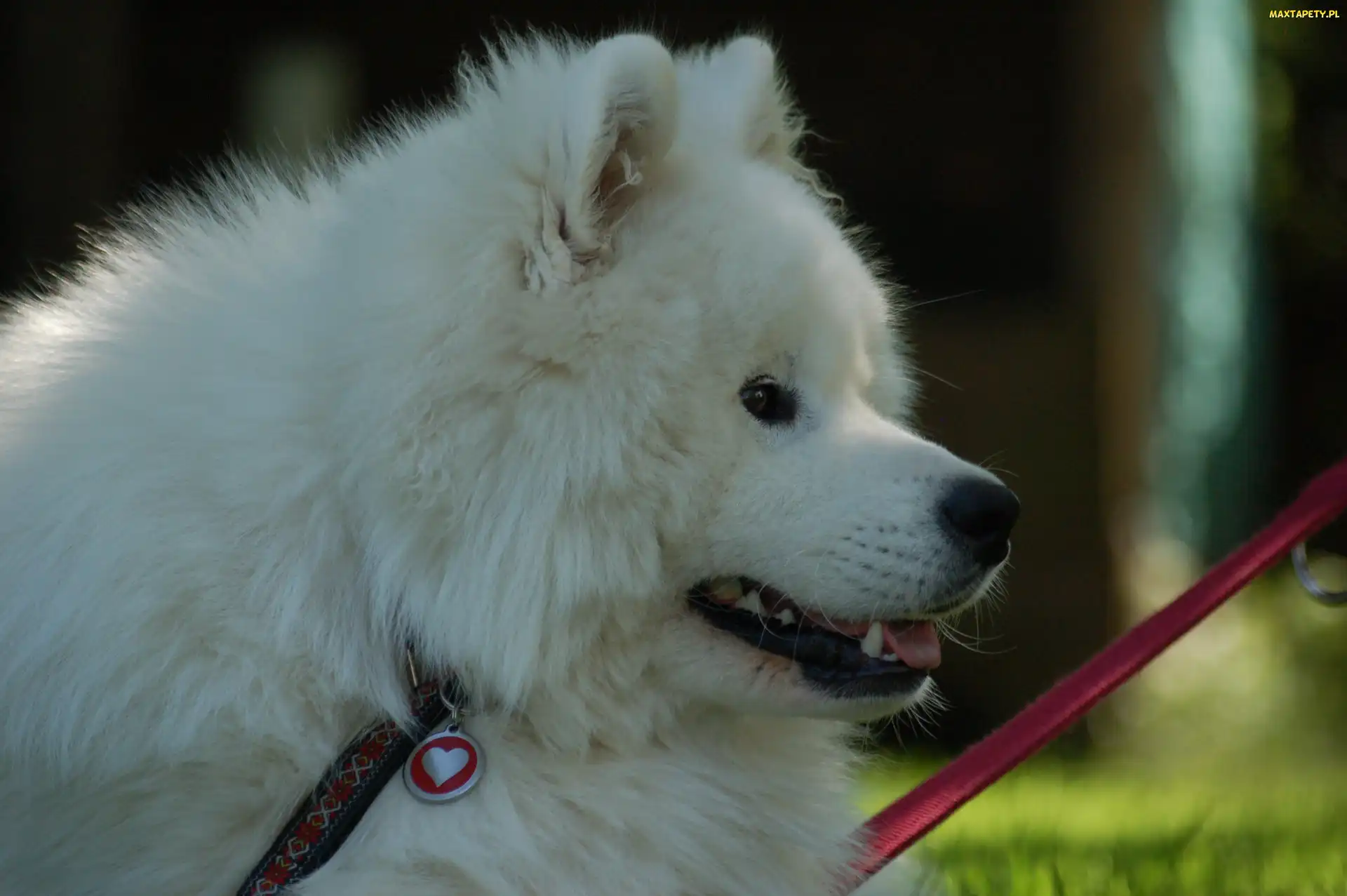 serduszko, smycz, Samojed