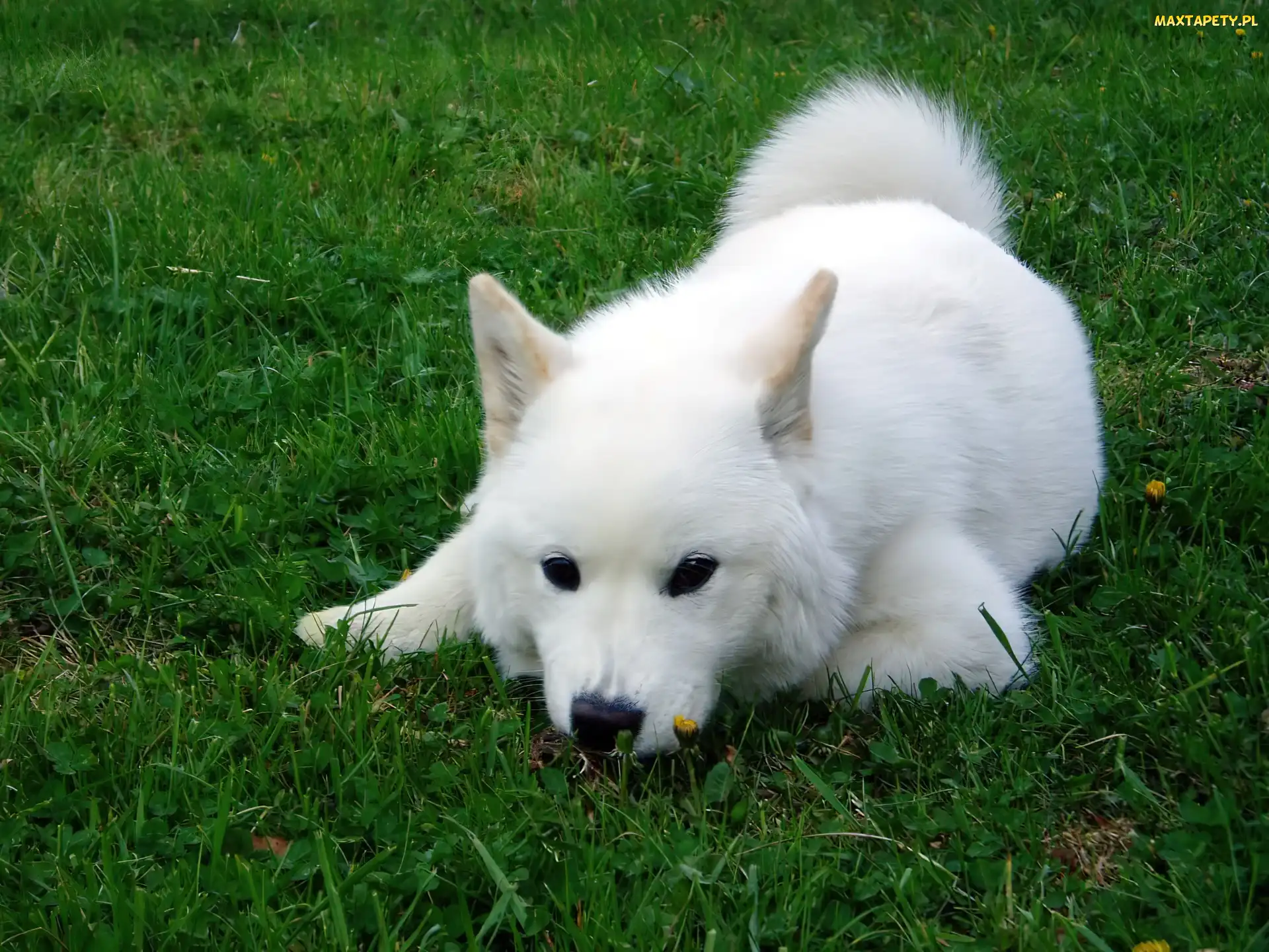 trawa, zielona, biały, Samojed
