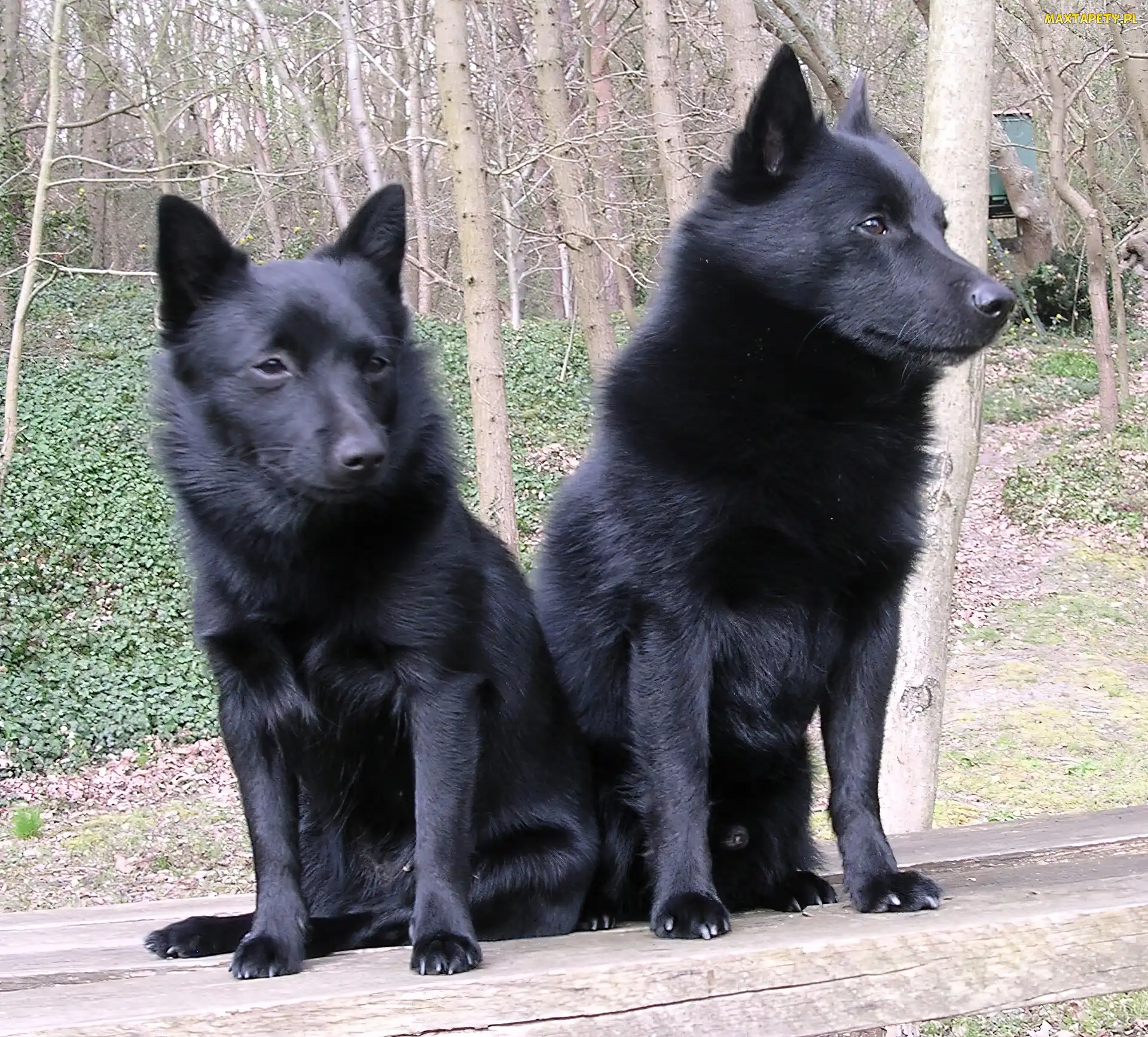 siedzące, Schipperke, dwa
