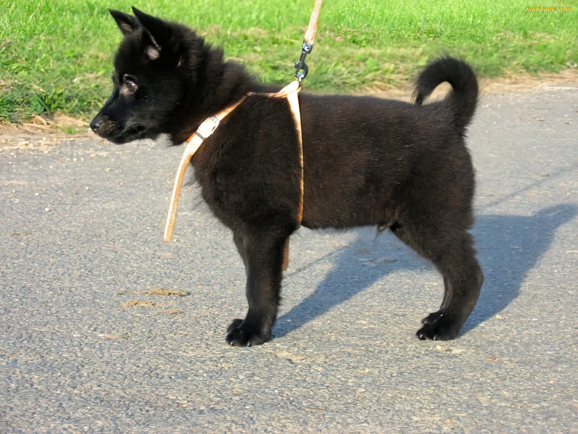 Szczeniak, szelki, Schipperke