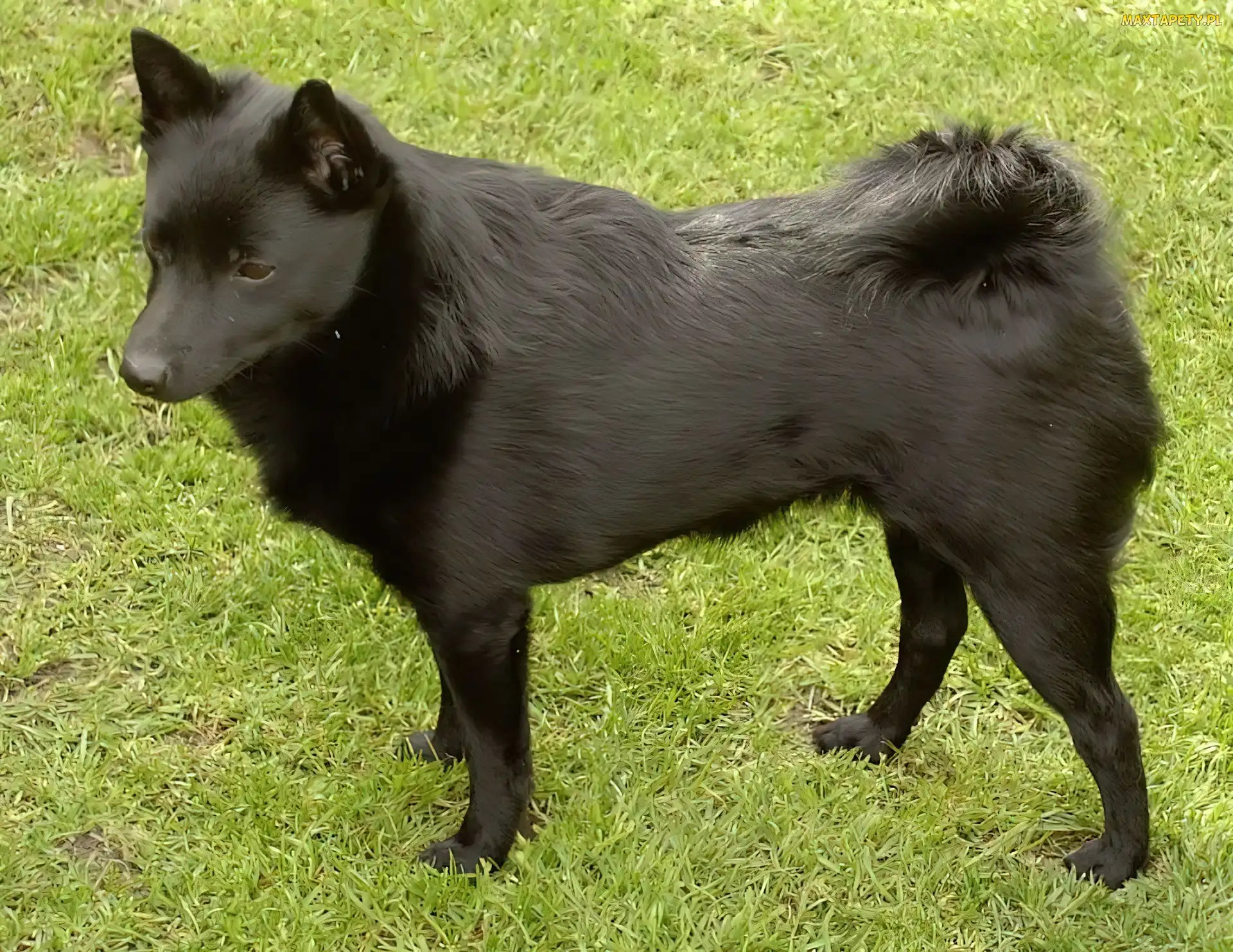 Schipperke, trawa, czarny