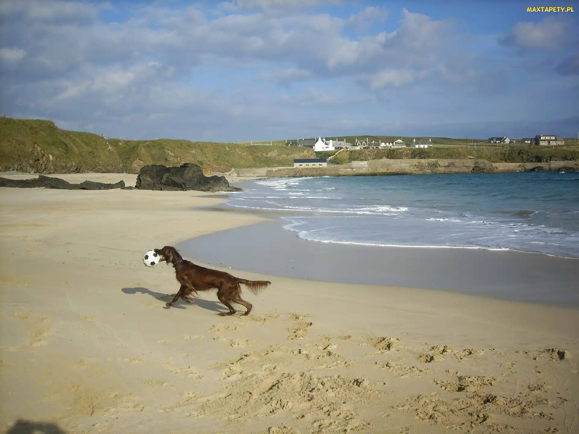plaża, piłka, Seter irlandzki