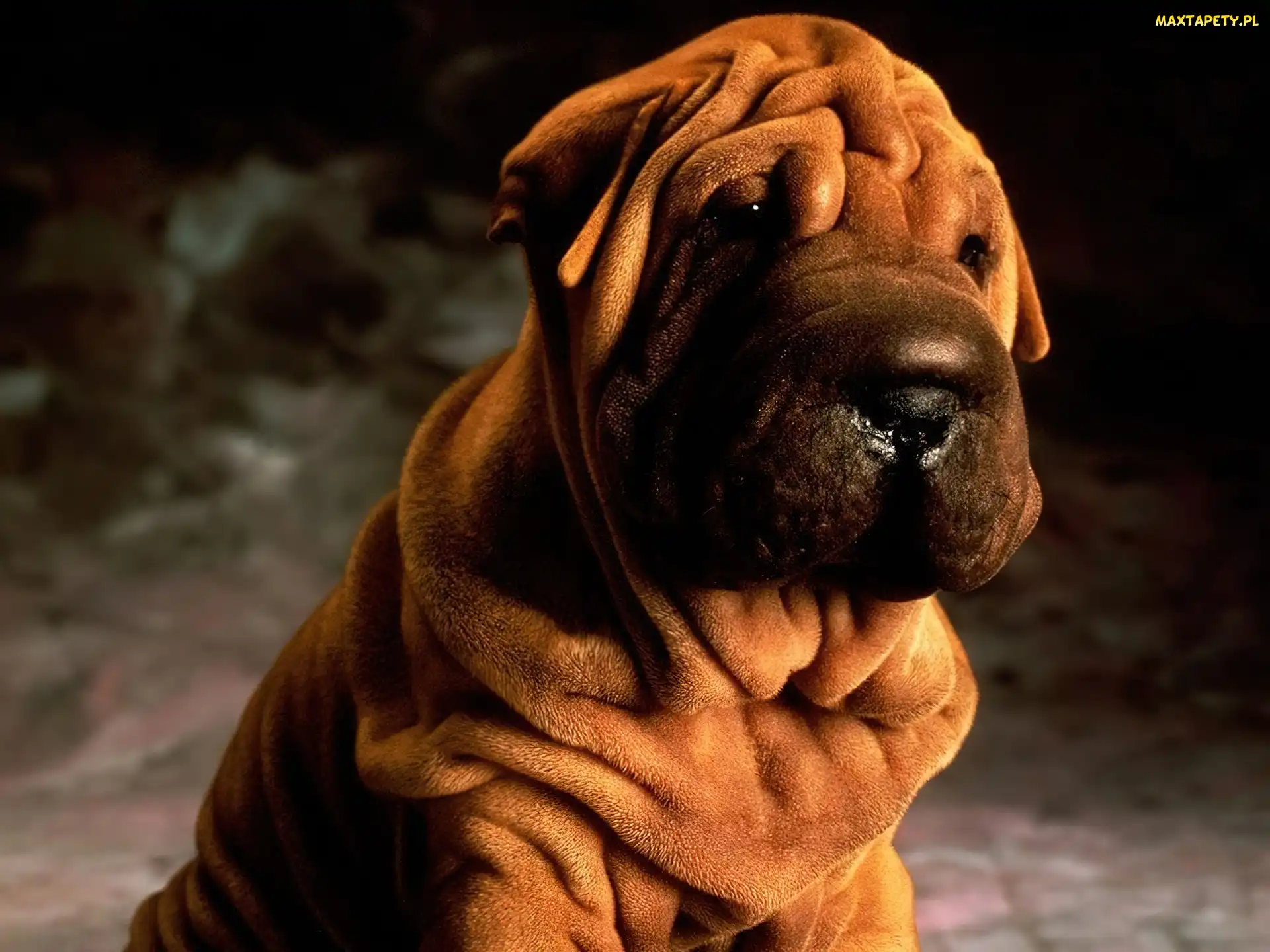 soczysto-brązowy, Shar Pei