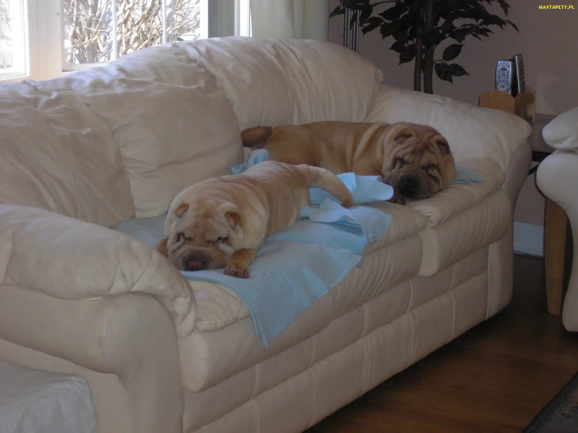 Shar Pei, sofa, skórzana, jasna, dwa