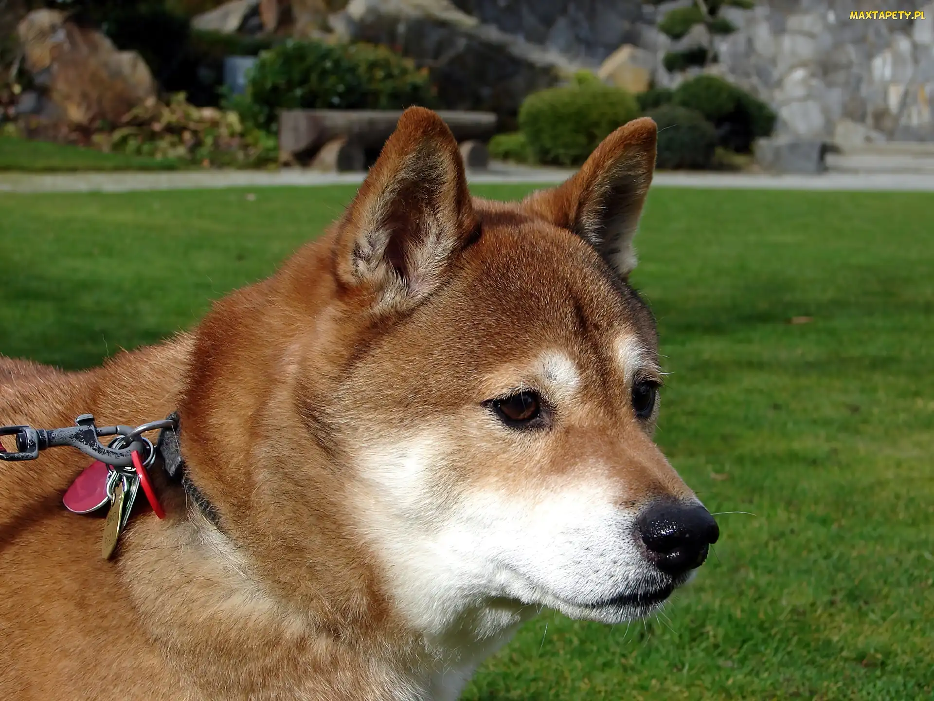 Shiba inu, głowa