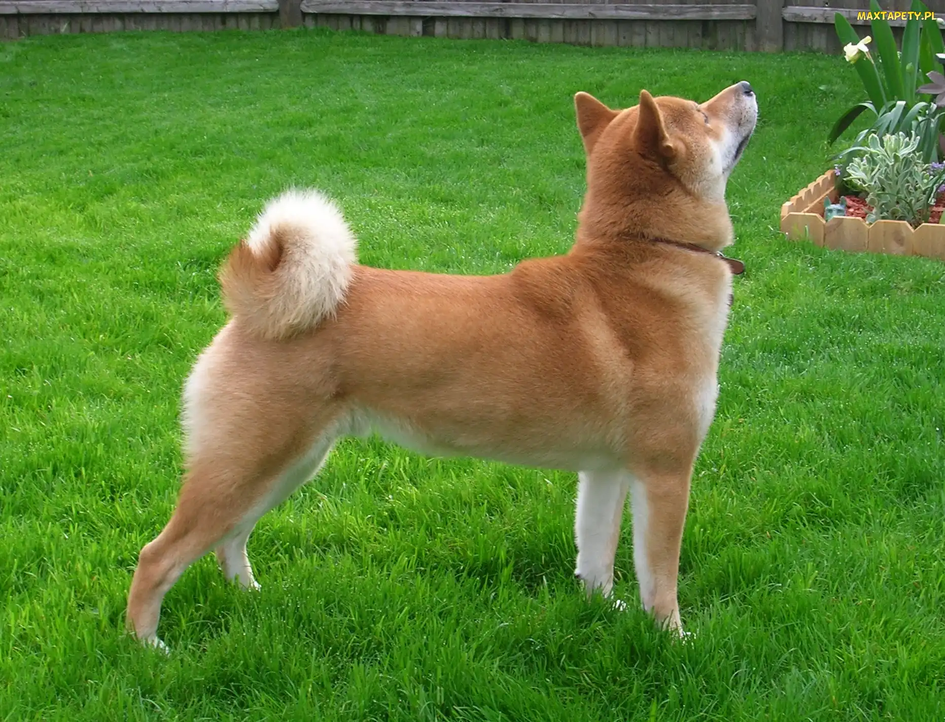 Shiba inu, trawa, soczysto-zielona