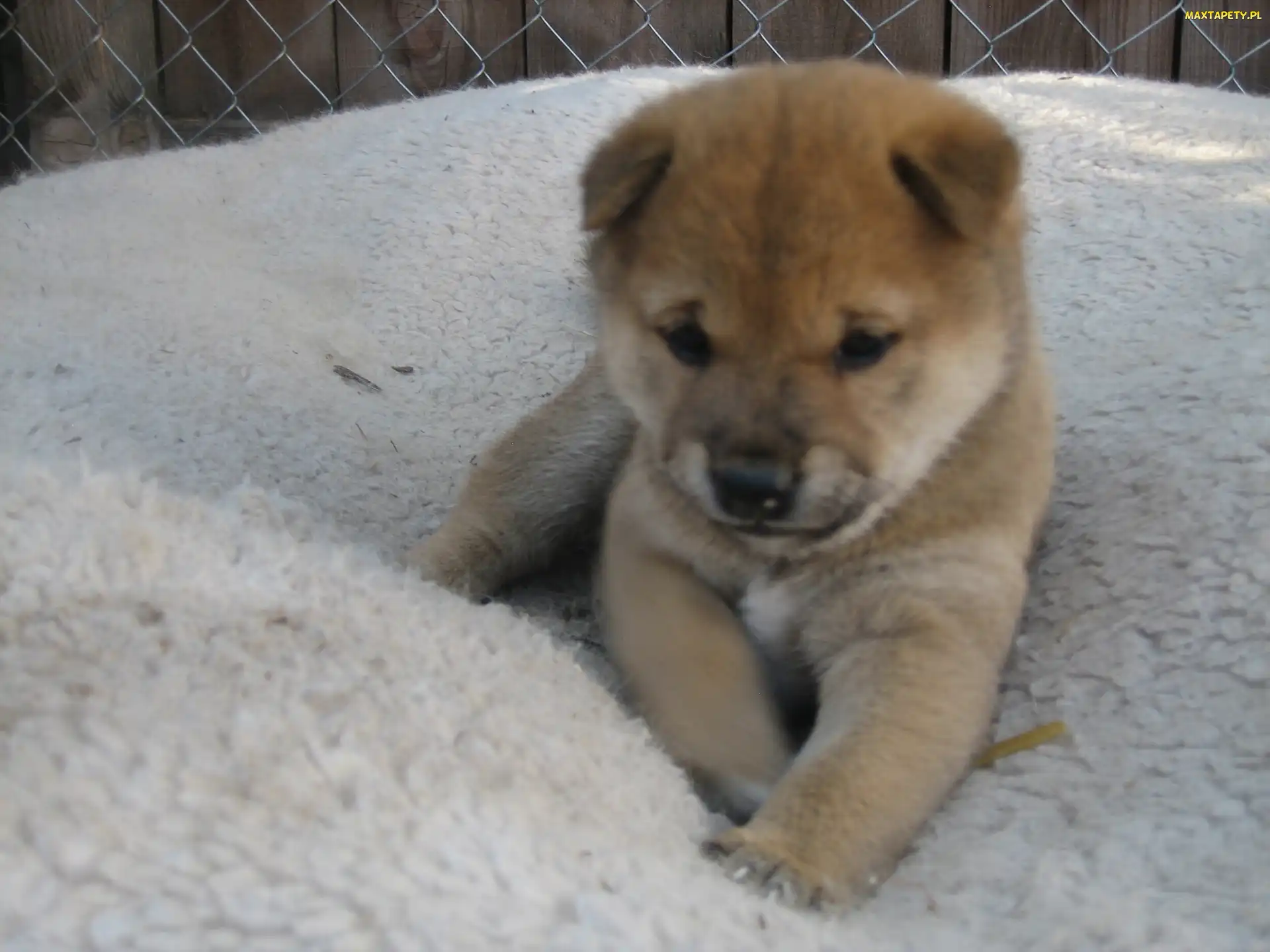 płot, Shiba inu, słodki, szczeniak