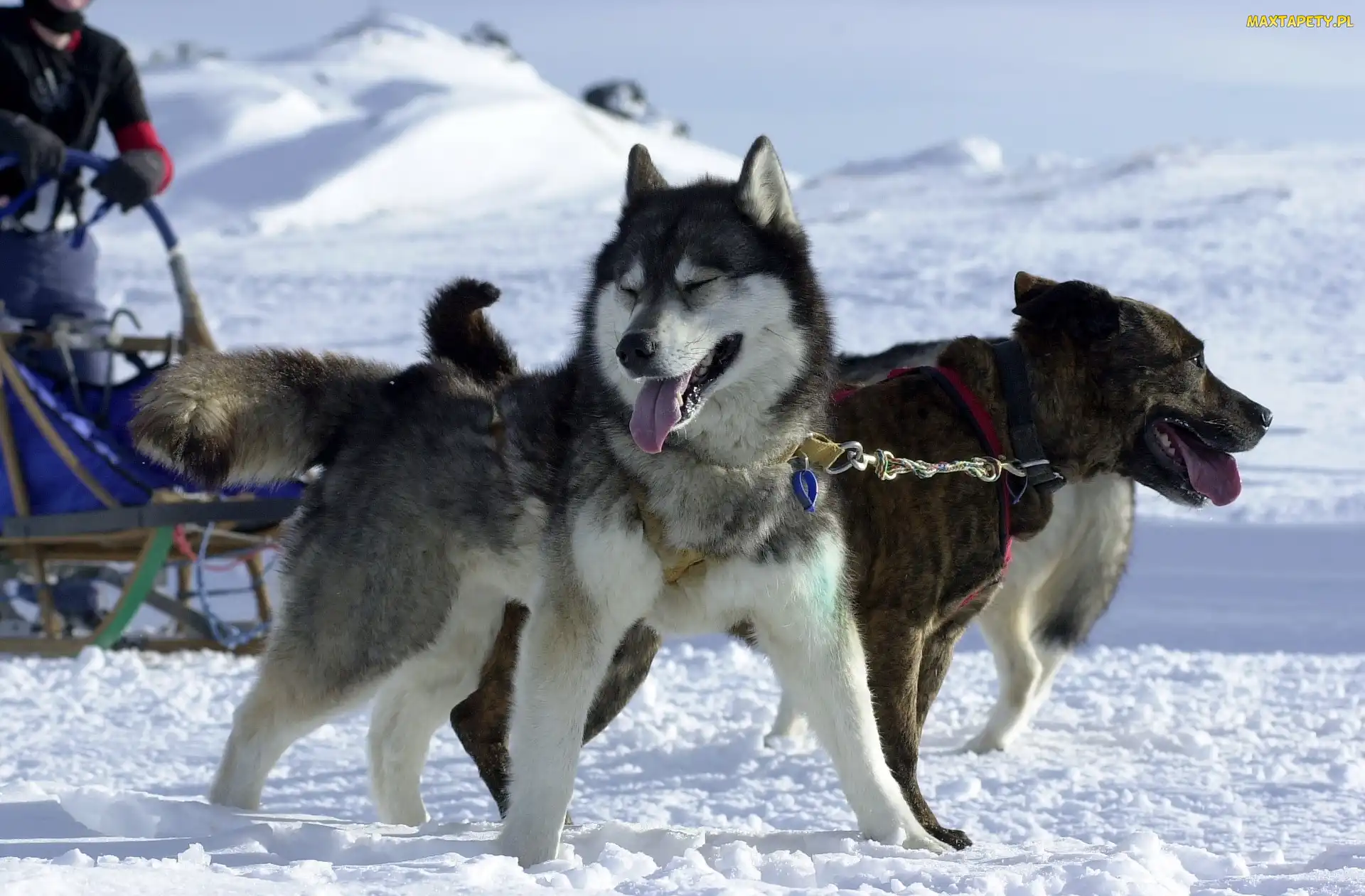 śnieg, sanie, Siberian Husky