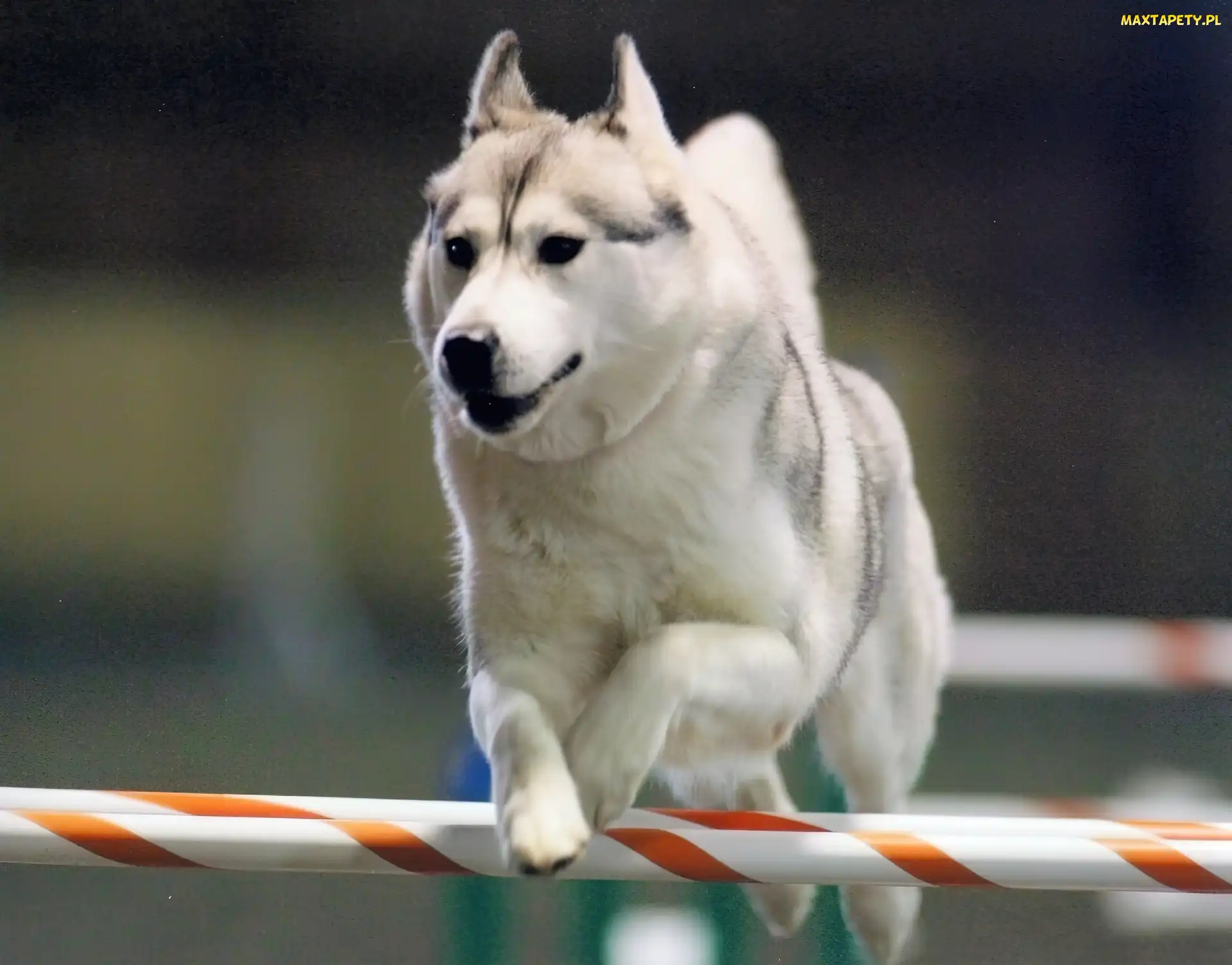 Siberian Husky, płotek, biały